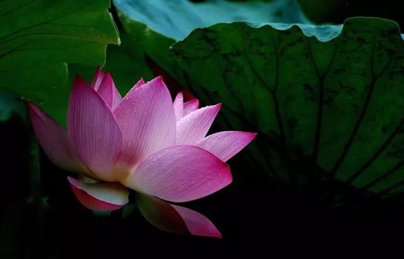 1542701442729044.jpg 14.jpg